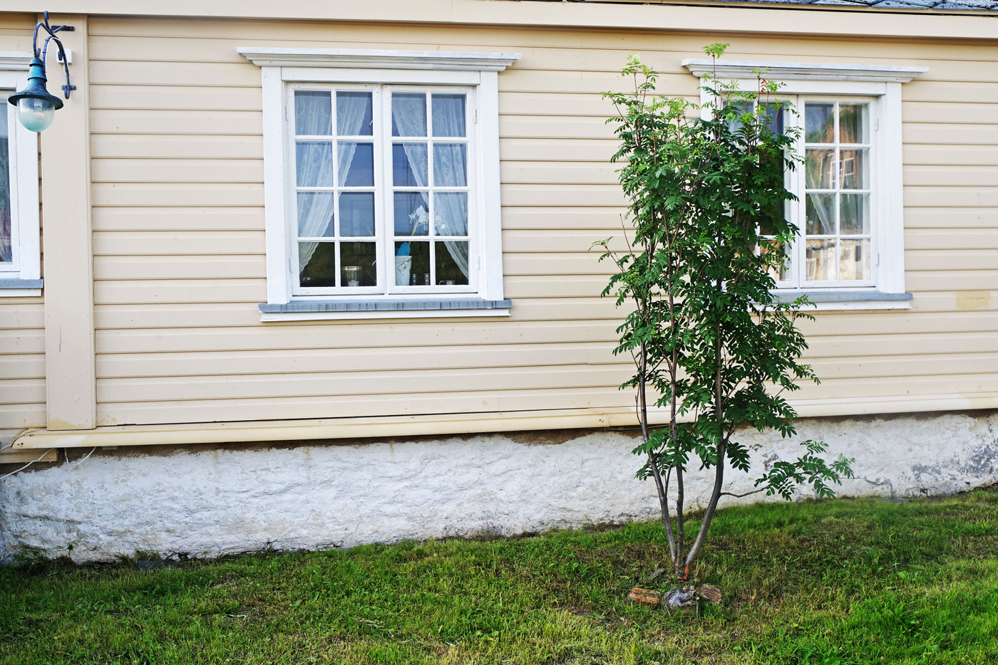 Ein kleiner Vogelbeerbaum vor einer getäfelten Hauswand mit Fenstern.